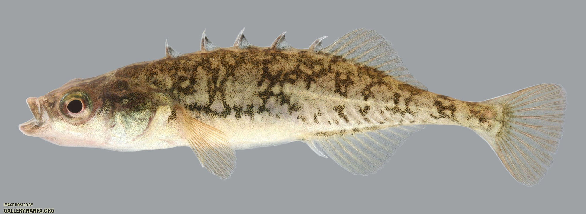 Culaea inconstans  Brook Stickleback 2000