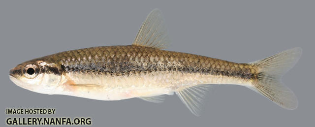 Notropis nubilus  Ozark Minnow 2000