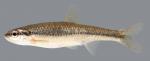 Notropis nubilus  Ozark Minnow 2000