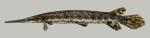 Lepisosteus oculatus  Spotted Gar 2000