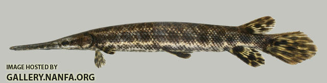 Lepisosteus oculatus  Spotted Gar 2000