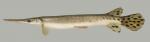 Lepisosteus platostomus Shortnose Gar 2000