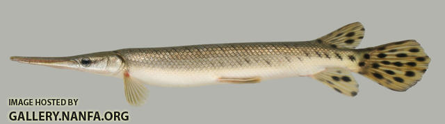 Lepisosteus platostomus Shortnose Gar 2000