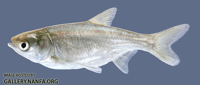 Hypophthalmichthys molitrix  Silver Carp 2000