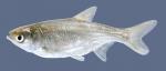 Hypophthalmichthys molitrix  Silver Carp 2000