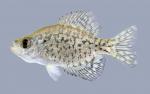 Pomoxis nigromaculatus  Black Crappie 2000