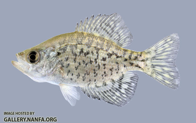 Pomoxis nigromaculatus  Black Crappie 2000