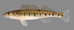 Percina caprodes  Logperch 2000