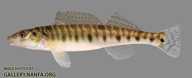 Percina caprodes  Logperch 2000