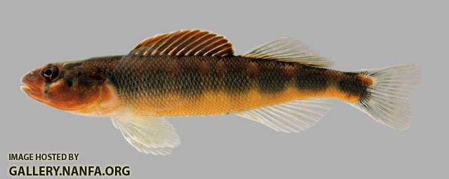 Percina evides Gilt darter