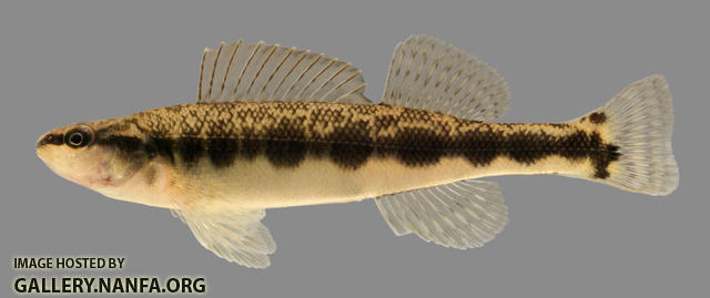 Percina sciera  Dusky Darter 2000