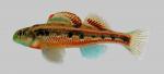 Etheostoma barrenense Splendid Darter 2000