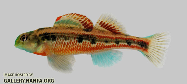 Etheostoma barrenense Splendid Darter 2000