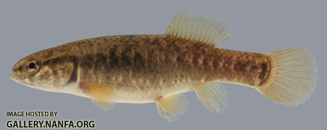 Umbra limi  Central Mudminnow female 2000