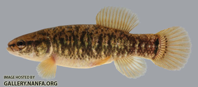 Umbra limi Central Mudminnow male 2000