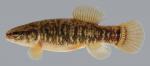 Umbra limi Central Mudminnow male 2000