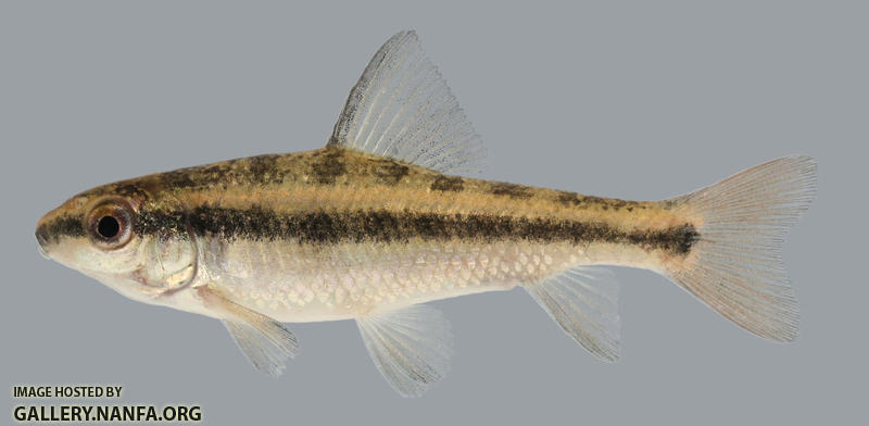 Erimyzon sucetta  Lake Chubsucker juvenile 2000