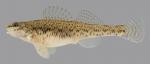 Etheostoma nigrum  Johnny Darter female 2000