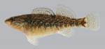 Etheostoma caeruleum Rainbow Darter female 2000