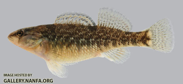 Etheostoma caeruleum Rainbow Darter female 2000