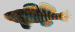 Etheostoma caeruleum  Rainbow Darter male 2-2000