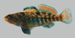 Etheostoma caeruleum  Rainbow Darter  male 2000