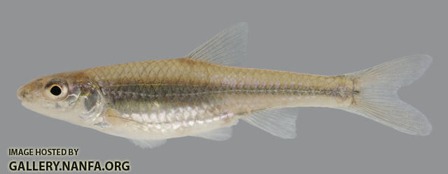 Notropis buccatus Silverjaw Minnow 2000