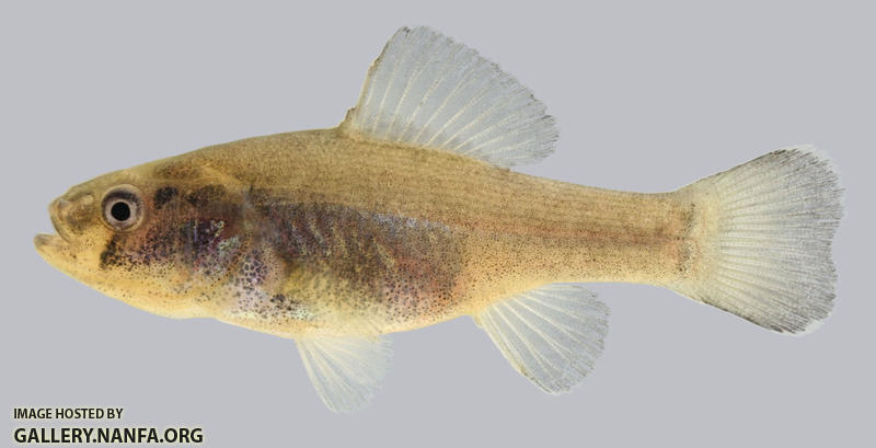 Aphredoderus sayanus Pirate Perch 2000