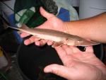 shovelnose sturgeon baby 2