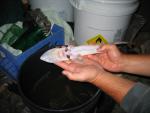 shovelnose sturgeon baby 4