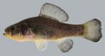 Aphredoderus sayanus  Pirate Perch 2000