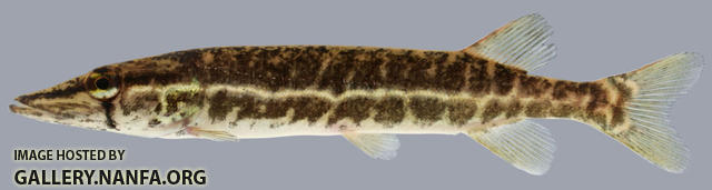 Esox americanus vermiculatus  Grass Pickerel 2000