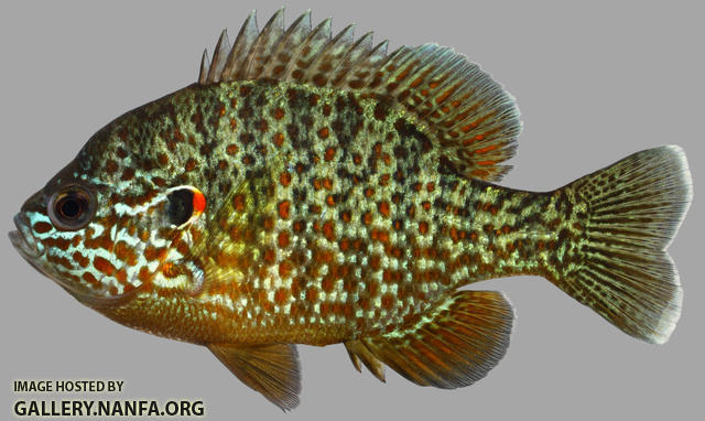 Lepomis gibbosus