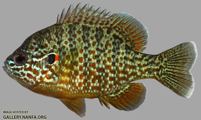 Lepomis gibbosus