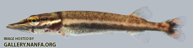 Esox americanus vermiculatus Grass Pickerel young 2000