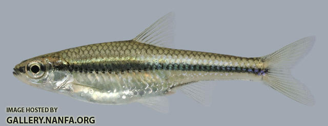 Notropis heterodon Blackchin Shiner 2000