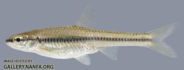 Notropis heterolepis Blacknose Shiner 1-2000