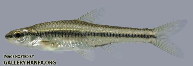 Notropis heterolepis Blacknose Shiner 2000