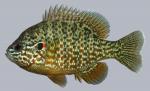 Lepomis