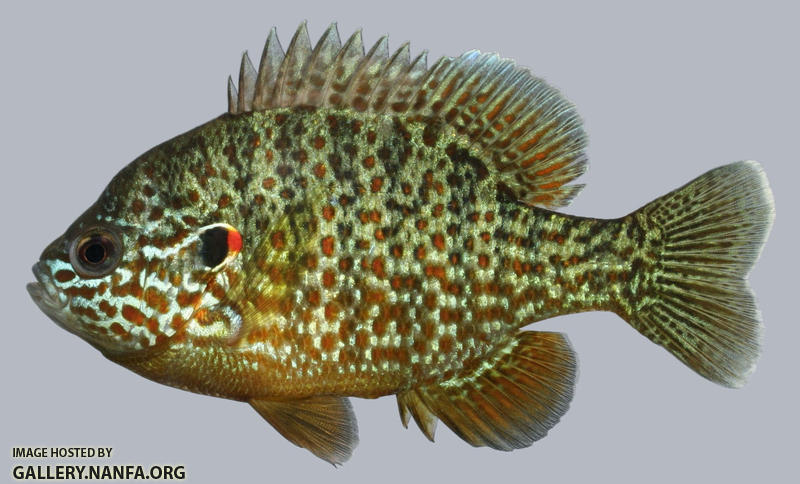 Lepomis gibbosus Pumpkinseed 2000