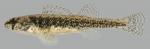 Etheostoma exile Iowa Darter Female 2000