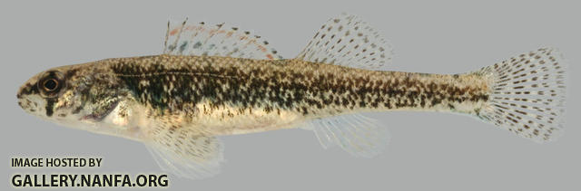 Etheostoma exile Iowa Darter Female 2000