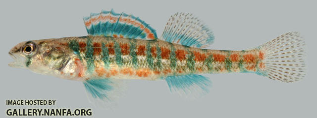 Etheostoma exile Iowa Darter Male 2000