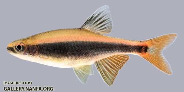 Pteronotropis euryzonus Broadstripe Shiner.1-2000