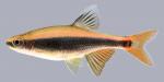 Pteronotropis euryzonus Broadstripe Shiner.1-2000