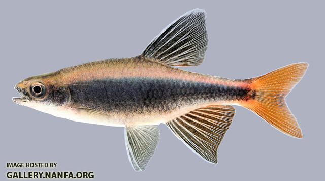 Pteronotropis euryzonus Broadstripe Shiner .2-2000