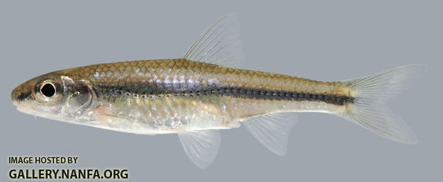 Hybopsis amblops-  Bigeye Chub 2000