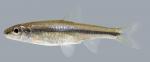 Hybopsis amblops-  Bigeye Chub 2000