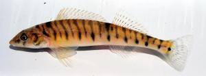 Northern Logperch