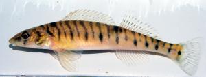 Northern Logperch